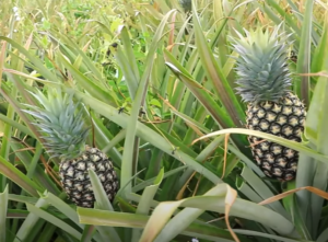 How long does it take for a pineapple to ripen?