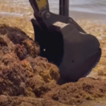 How does sargassum affect Antigua's beaches