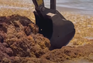 How does sargassum affect Antigua’s beaches?