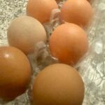 How much do a dozen eggs cost
